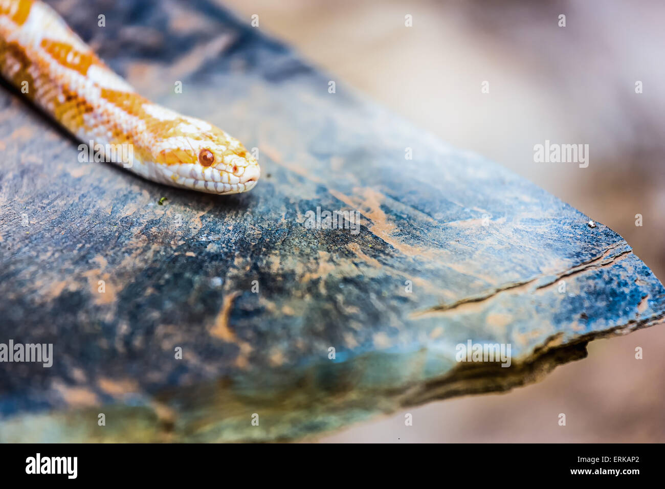Albino Gopher Snake oder Lambent Albino Python liegend oder kriechend auf Stein Stockfoto