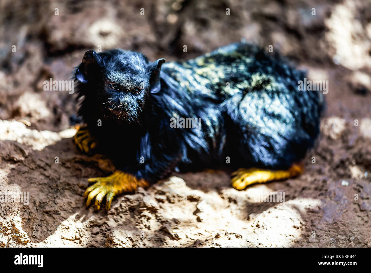 Rot schwarz Affe Tamarin sitzen auf Stein im Zoo übergeben Stockfoto