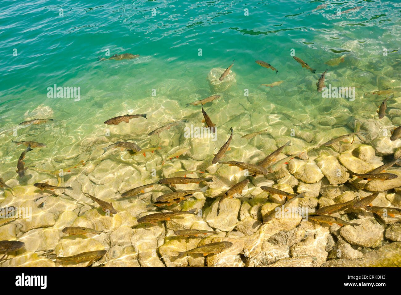 Gemeinsamen Rotfeder (Scardinius Erythrophthalmus), nahe dem Ufer in den Wörthersee, Kärnten, Österreich Stockfoto