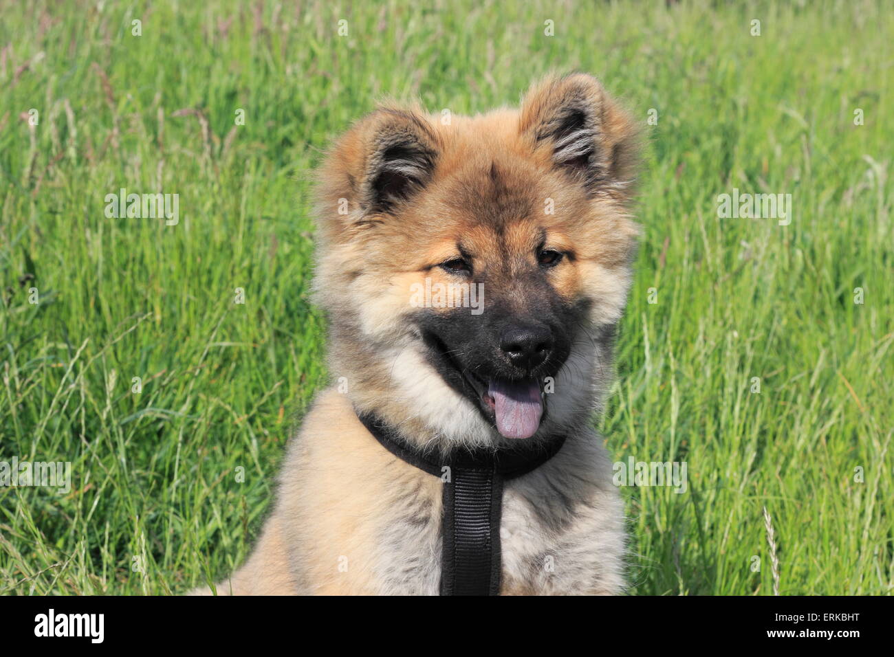 Eurasier Welpen, 17 Wochen Stockfoto
