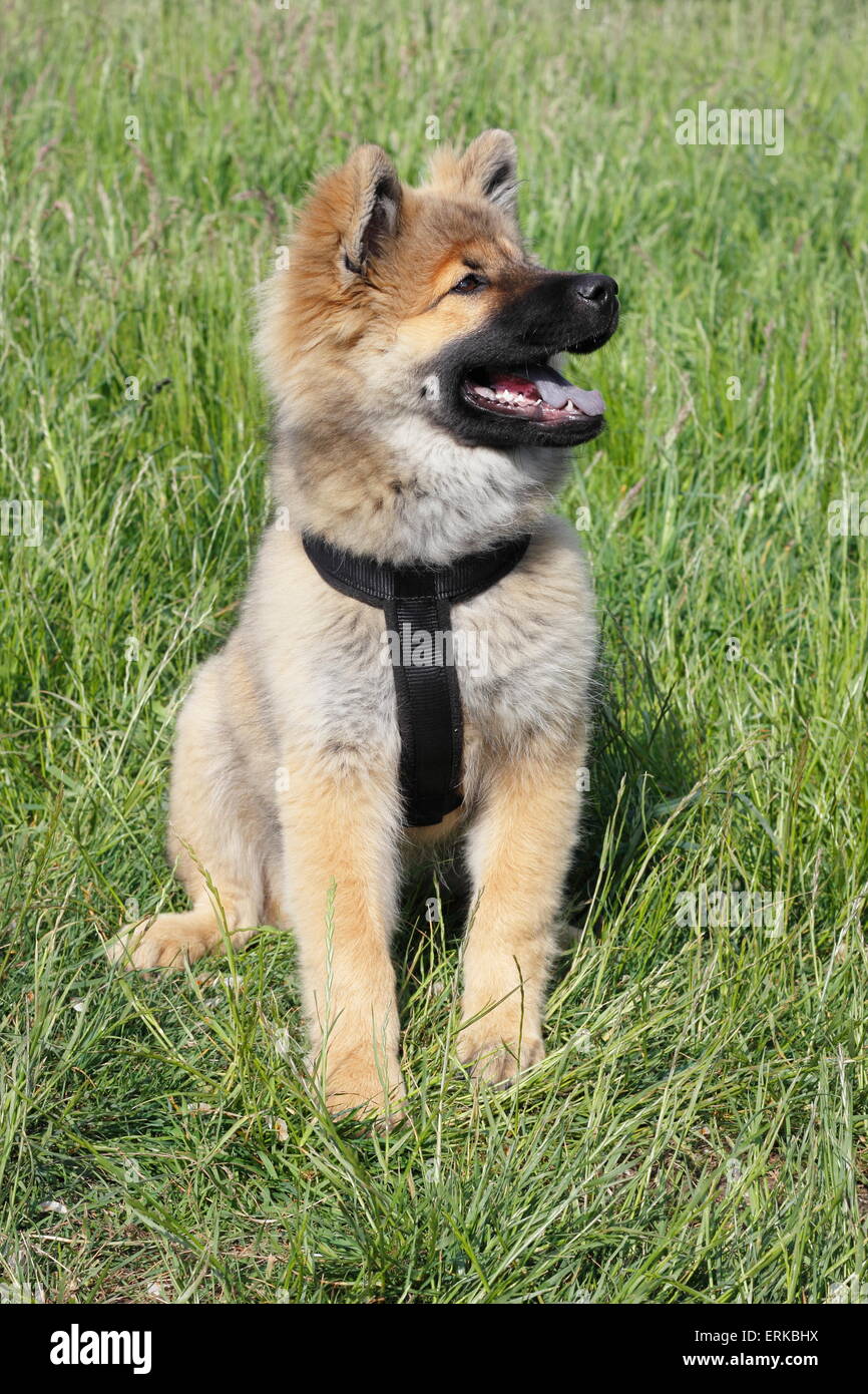 Eurasier Welpen, 17 Wochen, sitzen auf der Wiese Stockfoto