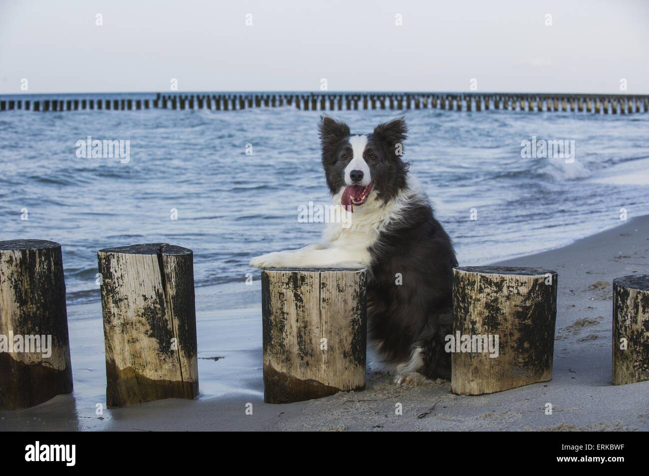 Border-Collie sitzend Stockfoto