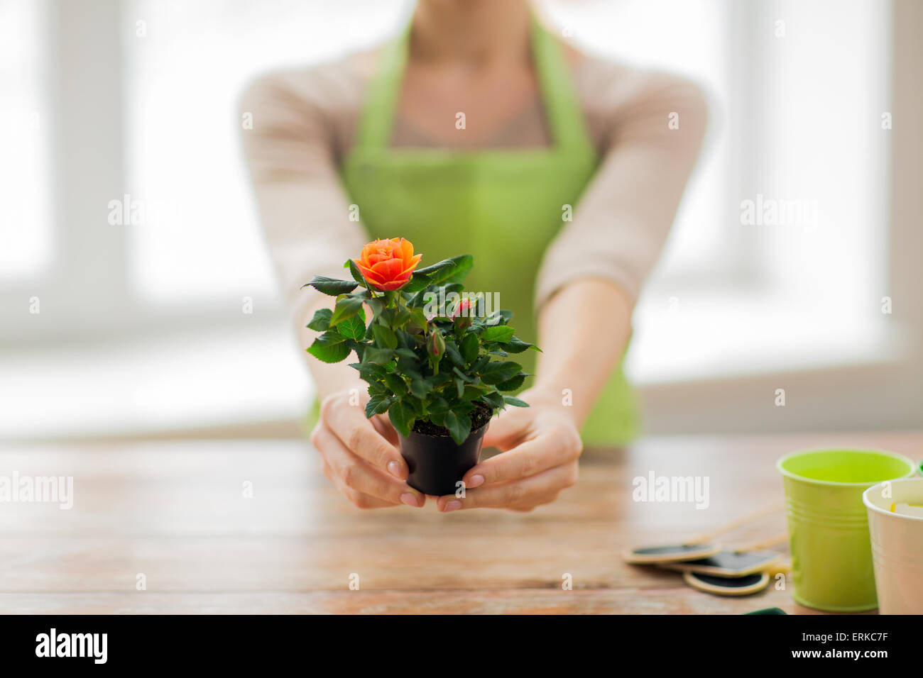 Nahaufnahme von Frau Hände halten Rosen Busch im Topf Stockfoto