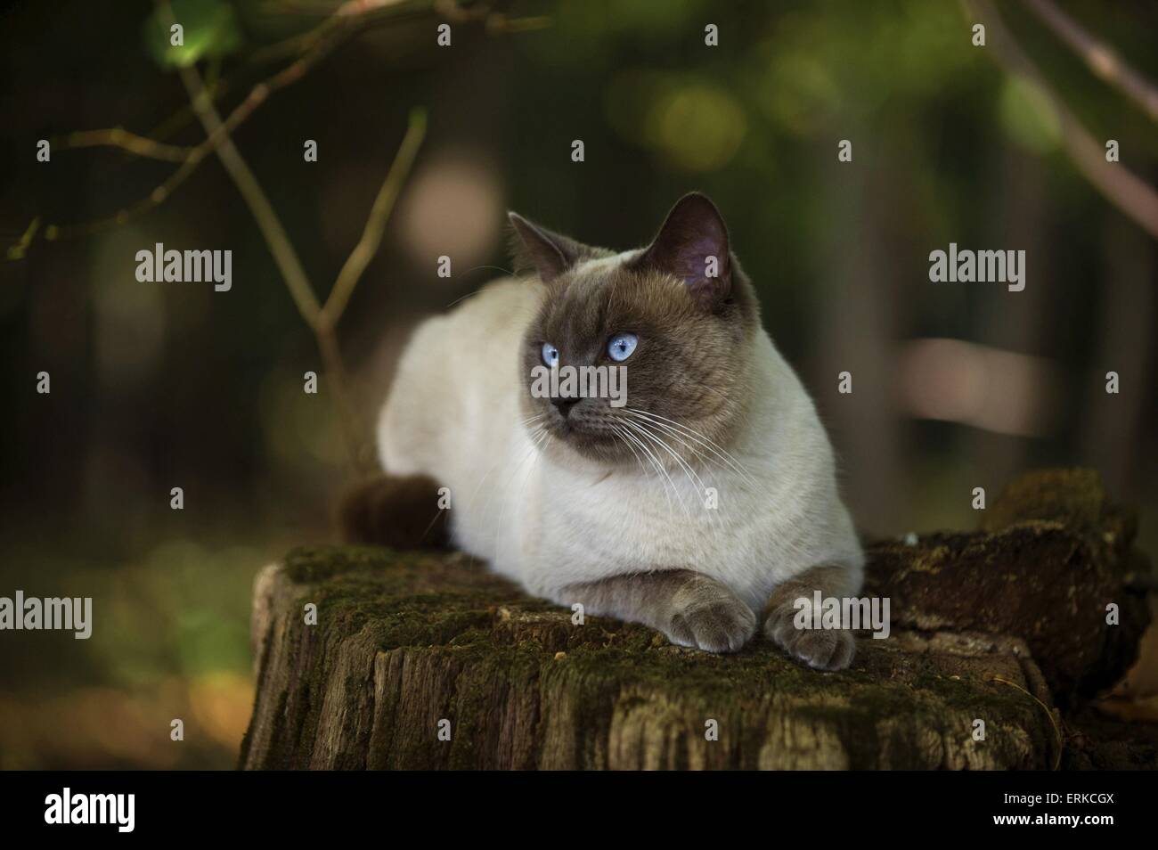 liegenden Ragdoll-Siam-Mischling Stockfoto