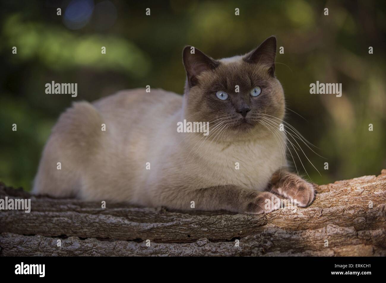 liegenden Ragdoll-Siam-Mischling Stockfoto