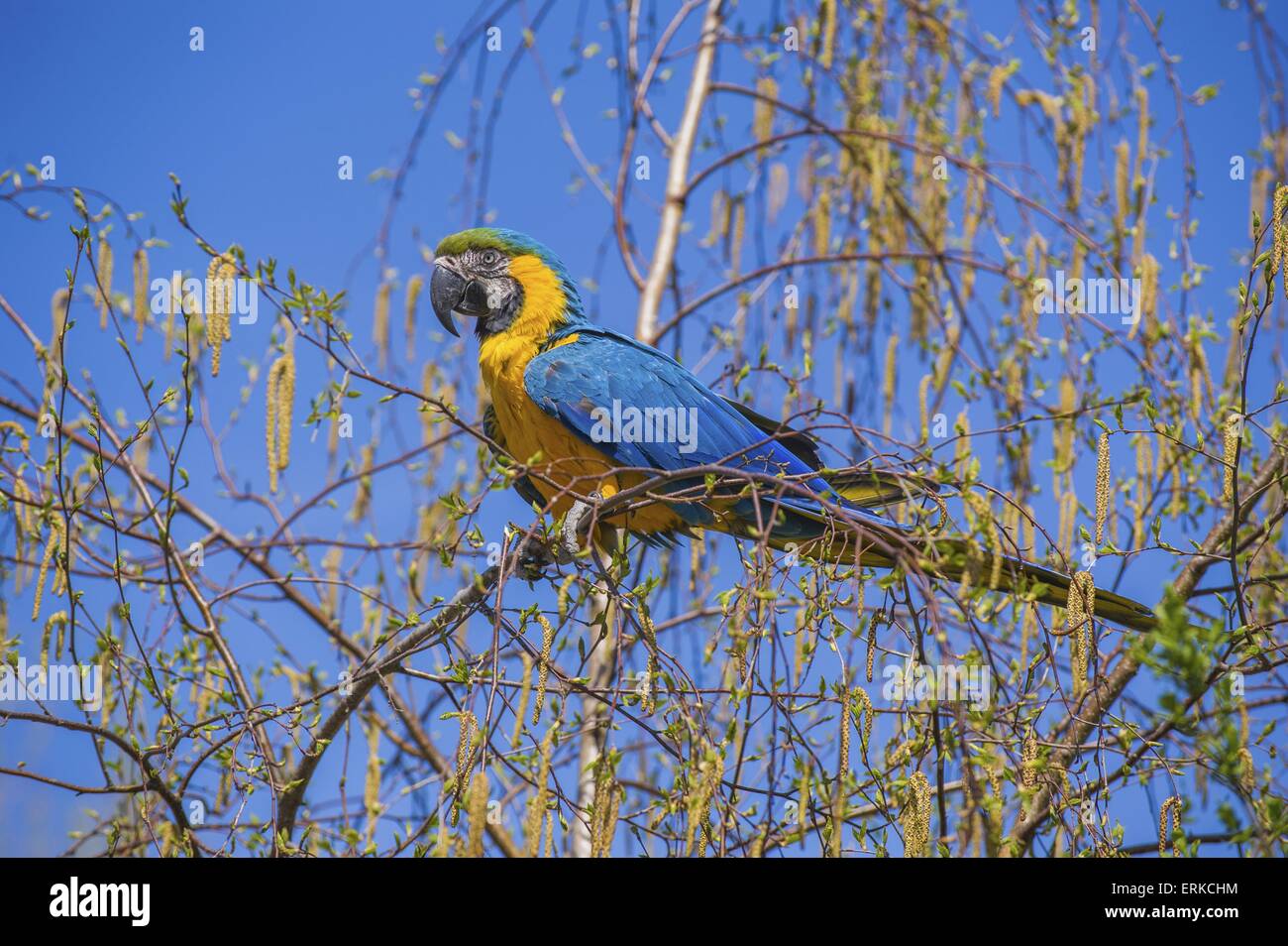 Blau und gold Ara Vogel Park Marlow Stockfoto