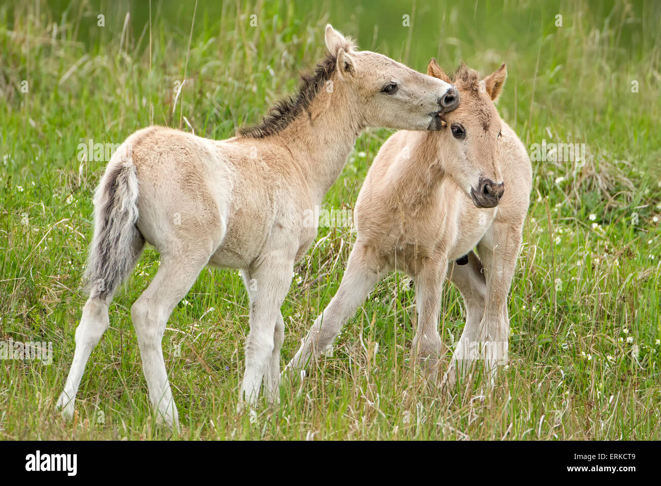 Konik Wildpferd Zwei Fohlen Spielen Oranienbaum Heide Sachsen Anhalt Deutschland Stockfotografie Alamy