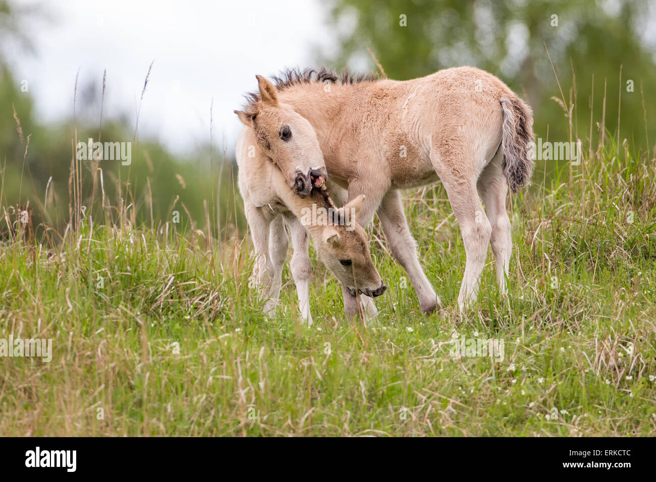 Konik, Wildpferd, zwei Fohlen spielen, Oranienbaum Heide, Sachsen-Anhalt, Deutschland Stockfoto