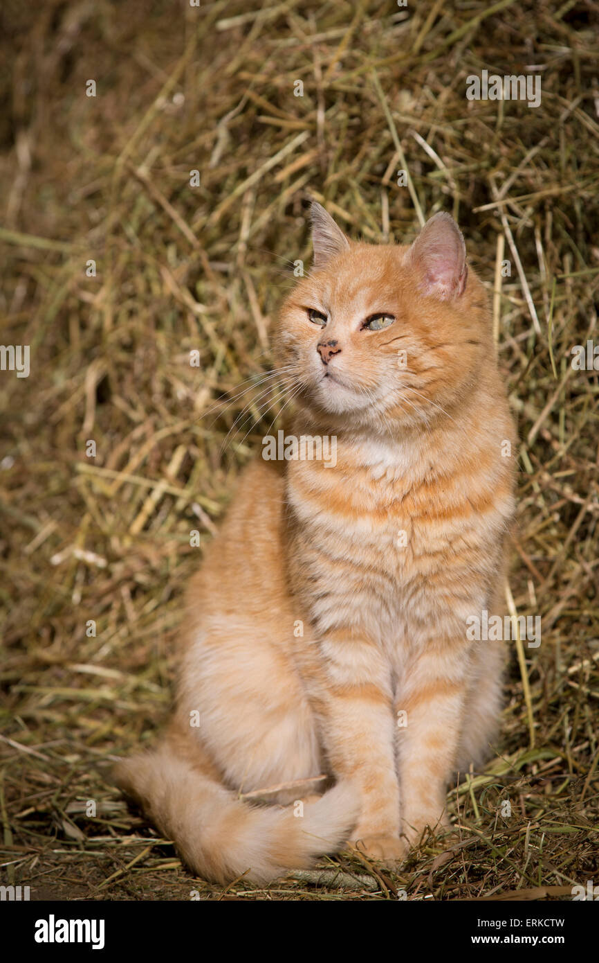 Hauskatze in Stroh Stockfoto