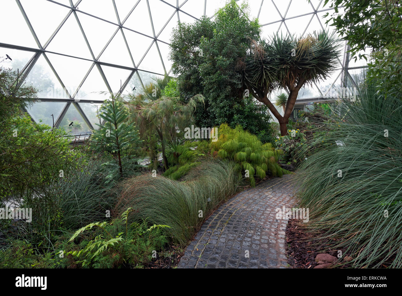 Mediterraner Vegetation im Gewächshaus, Botanischer Garten der Heinrich