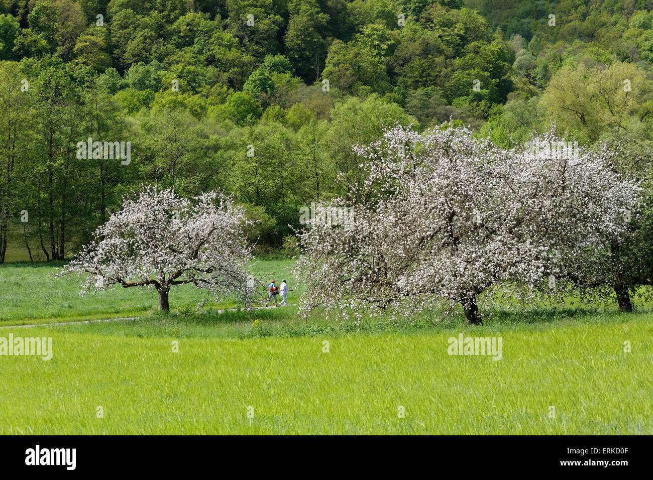 Blühende Apfelbäume, Triefenstein, Spessart, Mainfranken, Unterfranken, Franken, Bayern, Deutschland Stockfoto