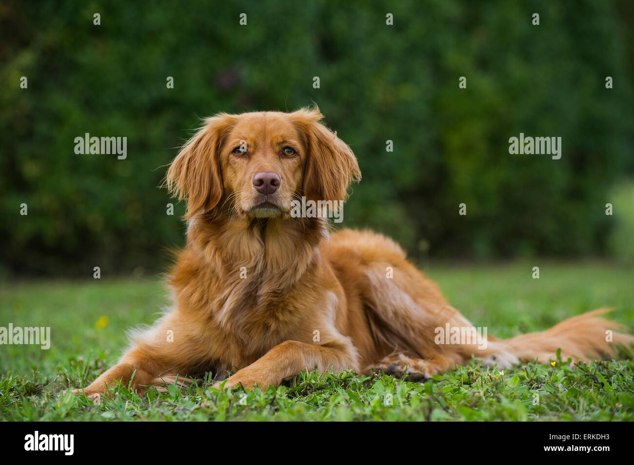 Nova Scotia Duck Tolling Retriever liegend Stockfoto