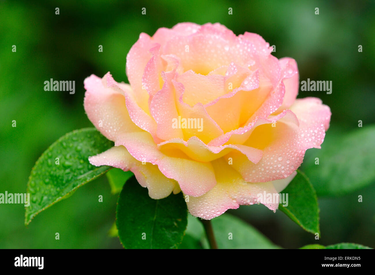 Hybrid Teerose Gloria Dei mit Regentropfen, rose Züchter Francis Meilland 1945, Deutschland Stockfoto