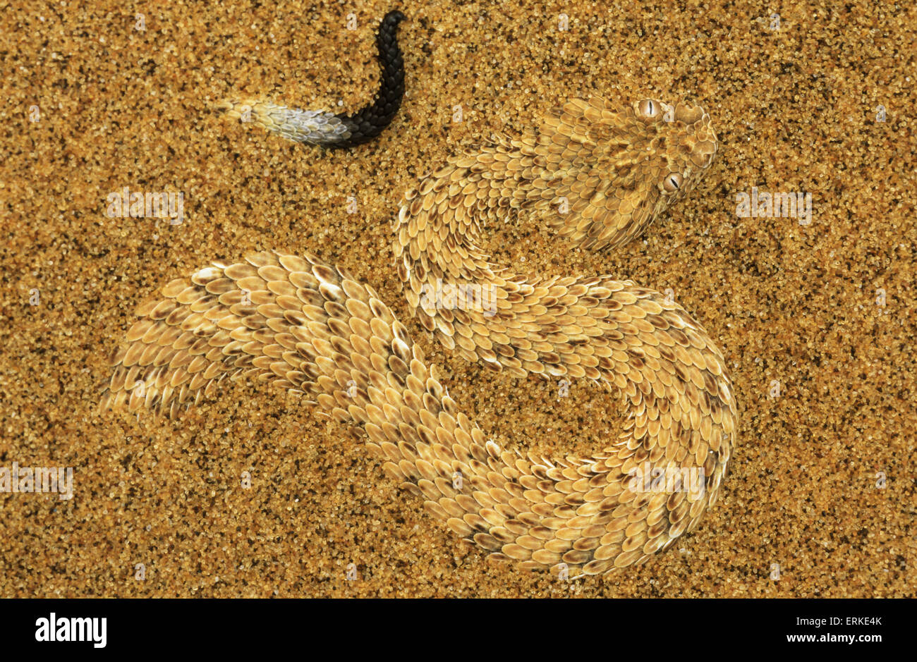 Péringuey Addierer (Bitis Peringueyi) in den Sand, Namib-Wüste, Namibia Stockfoto