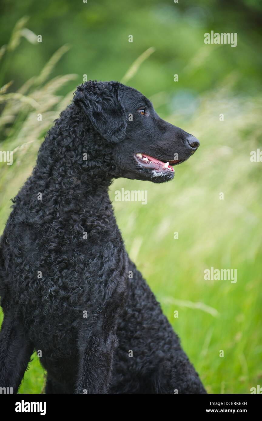 Curly Coated Retriever Porträt Stockfoto