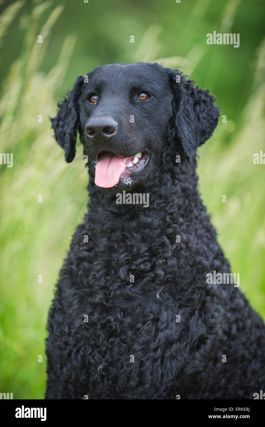 Curly Coated Retriever Porträt Stockfoto