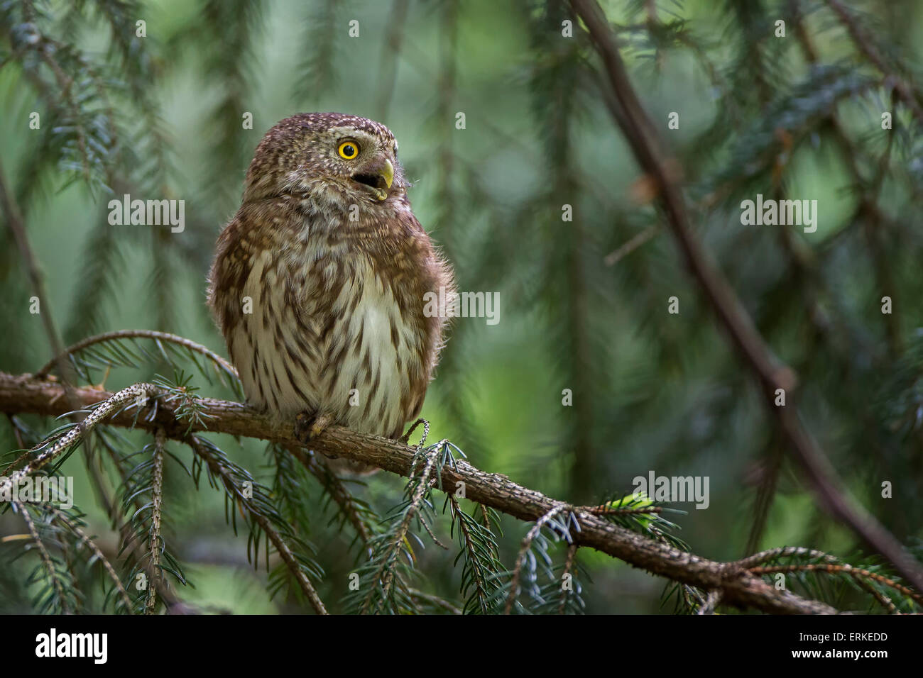 Eurasische Pygmy Eule (Glaucidium Passerinum) mit der Aufforderung, thront im Baum, Sachsen, Deutschland Stockfoto