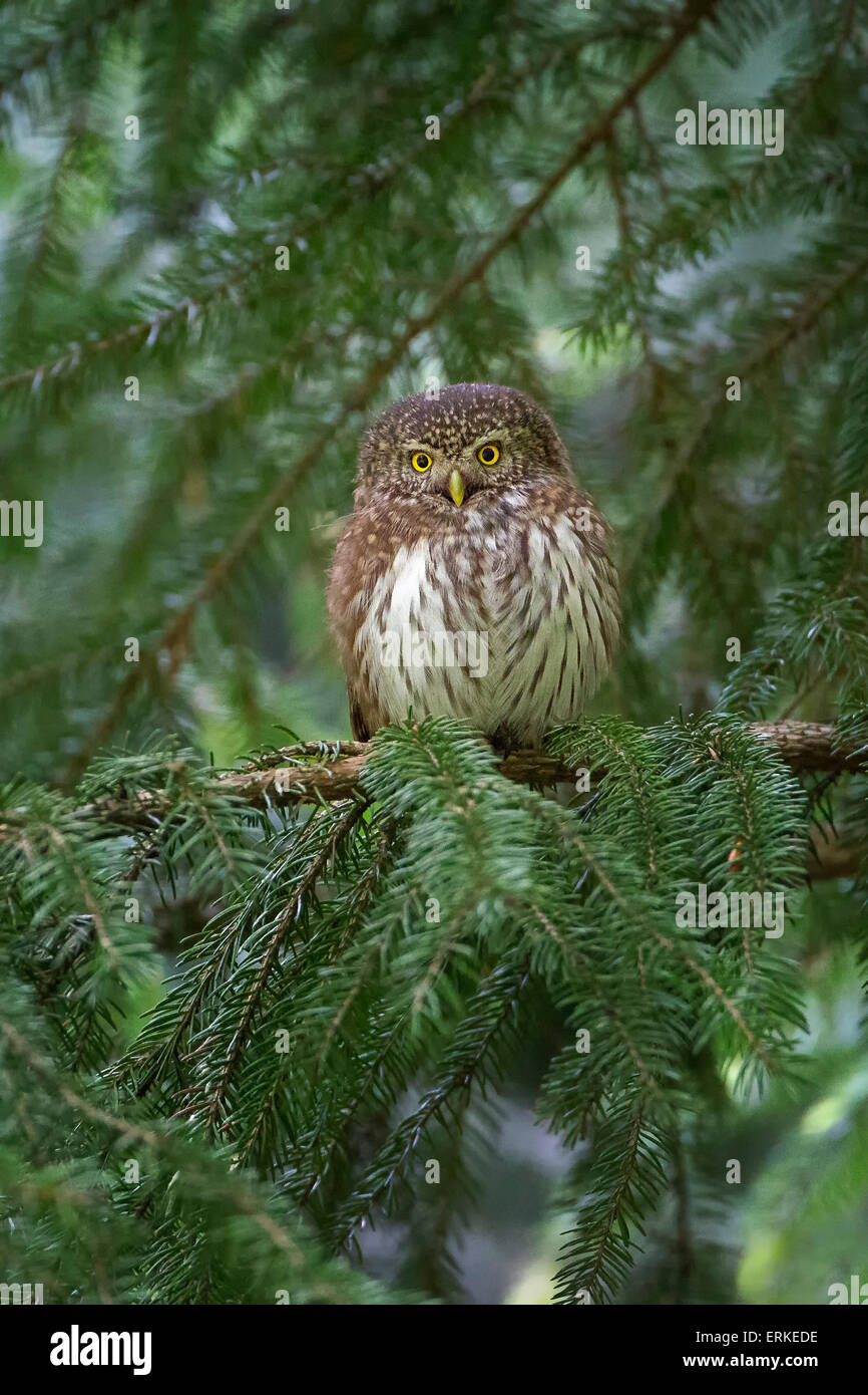 Eurasischer zwergeule Fotos und Bildmaterial in hoher Auflösung Alamy