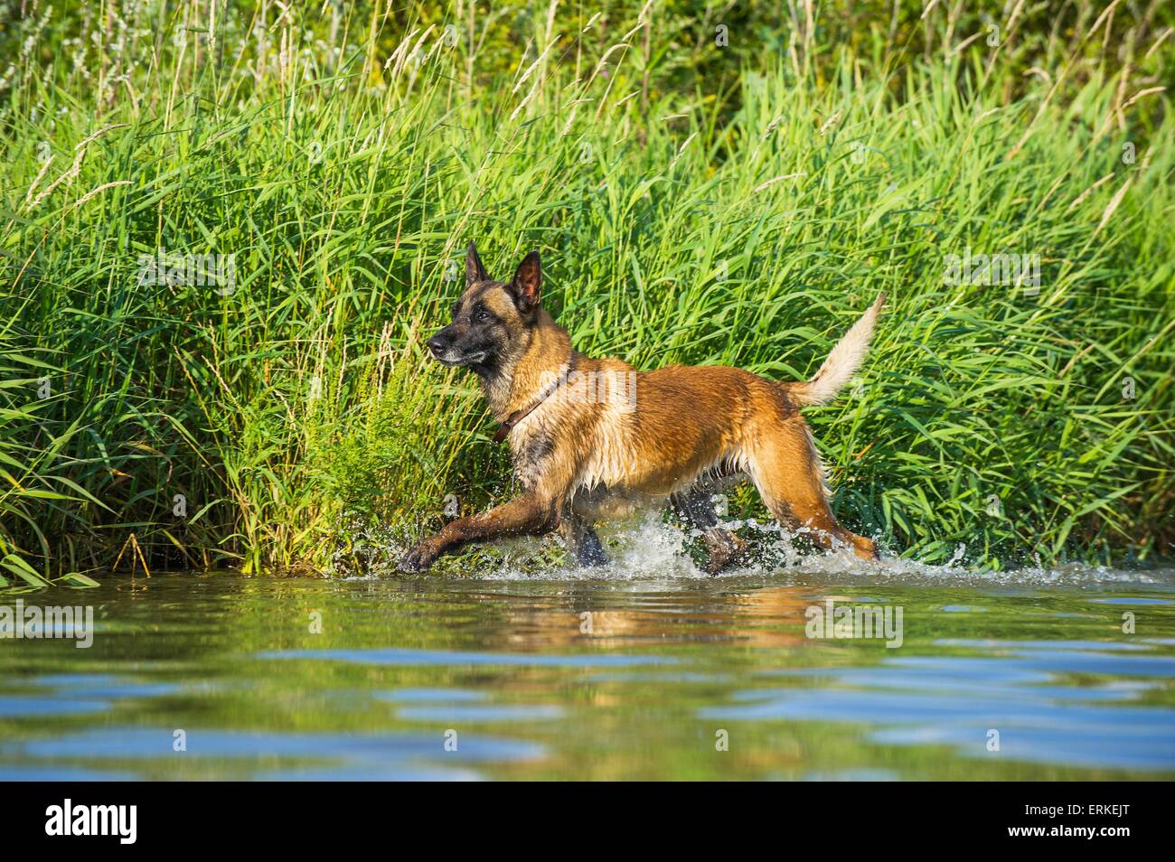 laufen Malinois Stockfoto