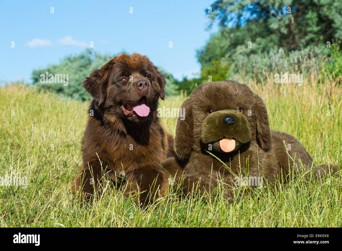 Stuffed Cuddly Dogs Stockfotos und -bilder Kaufen - Alamy