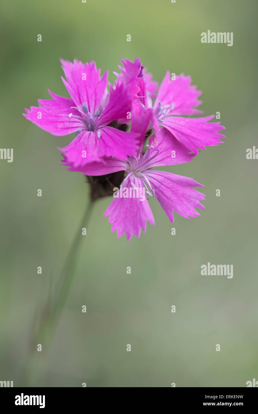 Kartäuser Rosa (Dianthus carthusianorum), Rothenstein Nature Reserve, Thüringen, Deutschland Stockfoto