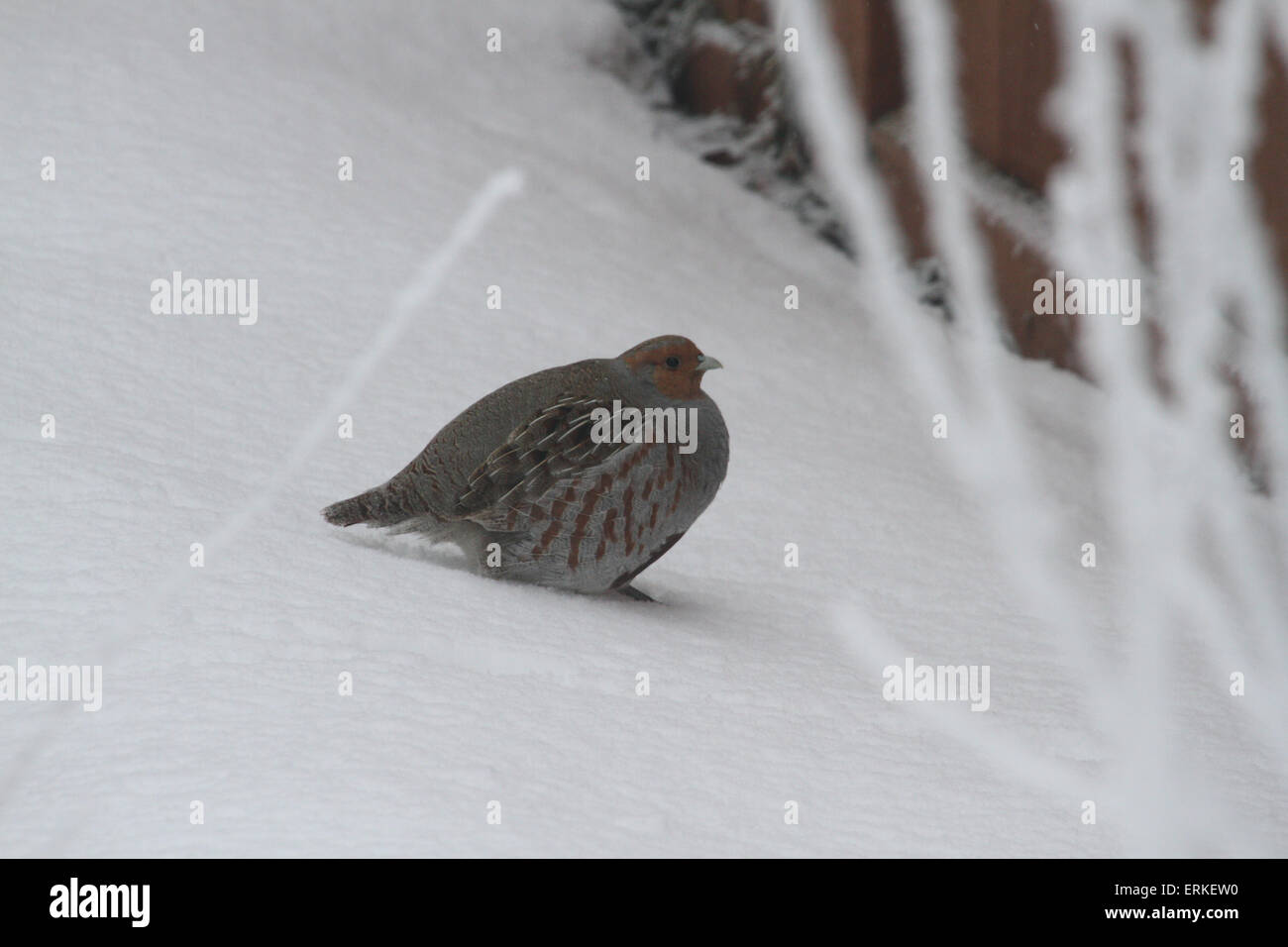 Rebhuhn;  Graues Rebhuhn; Ungarische Rebhuhn; Perdix Perdix Birds of North America, Stockfoto