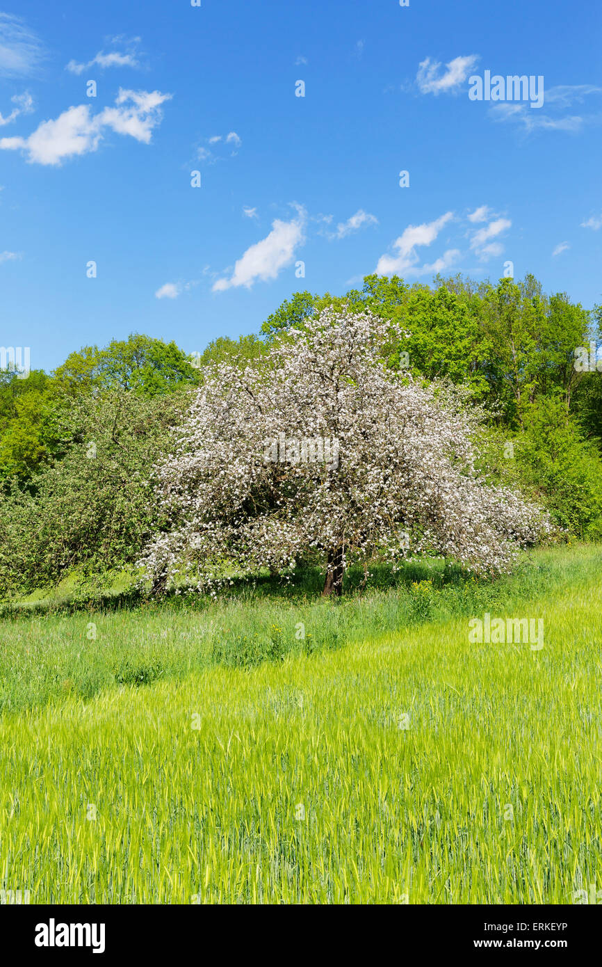 Blühender Apfelbaum, Triefenstein, Spessart, Mainfranken, Unterfranken, Franken, Bayern, Deutschland Stockfoto