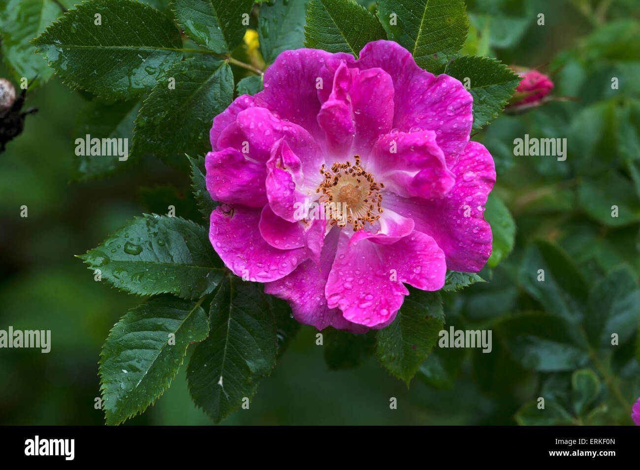 Blüte einer wilden Rose (Rosa SP.) mit Wassertropfen, Bayern, Deutschland Stockfoto