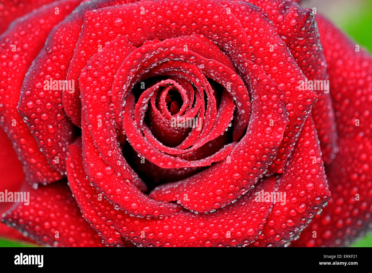 Rote rose mit Regentropfen, Hybrid Teerose, Schwarze Madonna, North Rhine-Westphalia, Deutschland Stockfoto