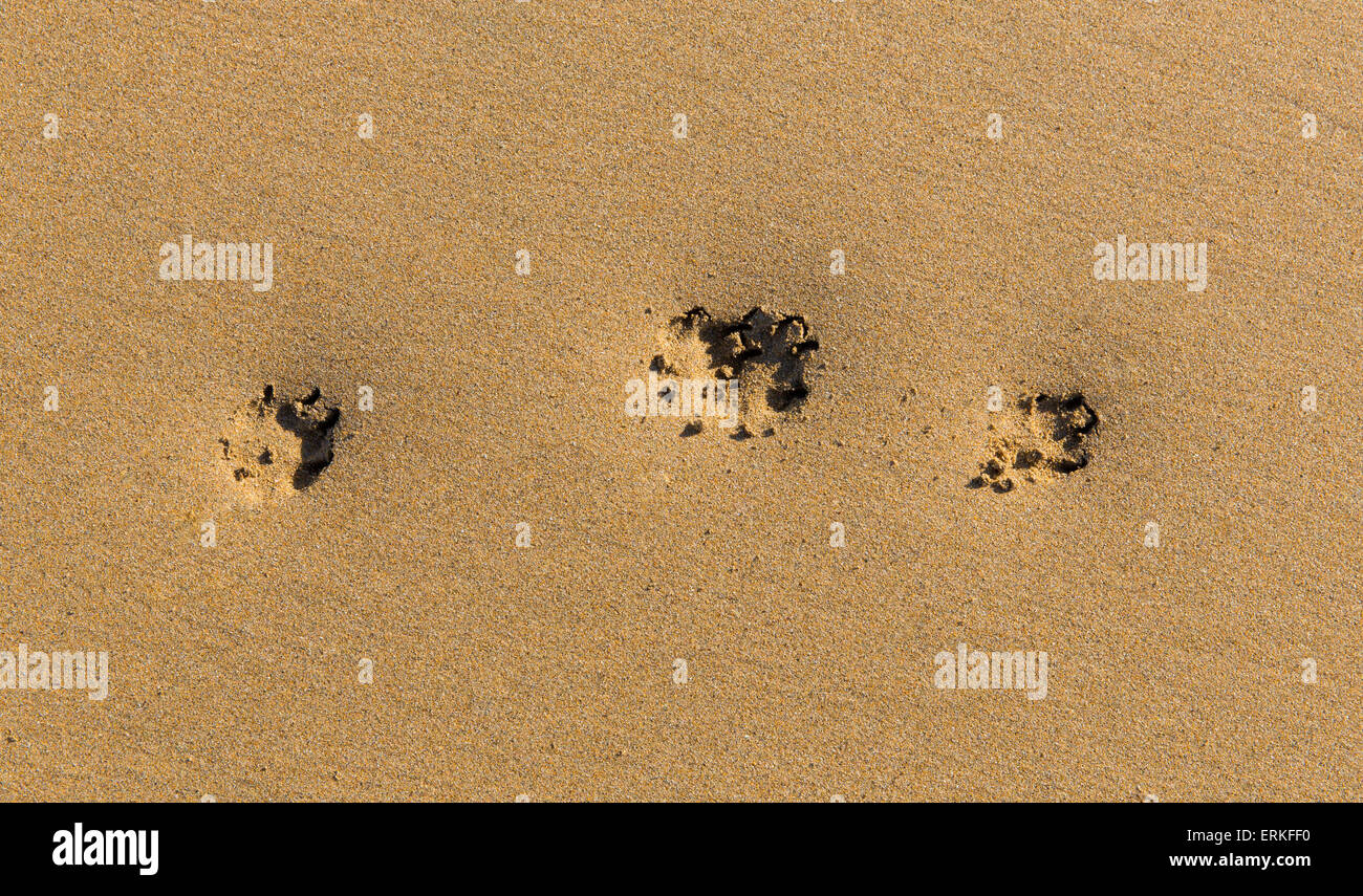 Drei Pfote in goldenem Sand am unberührten Strand Stockfoto