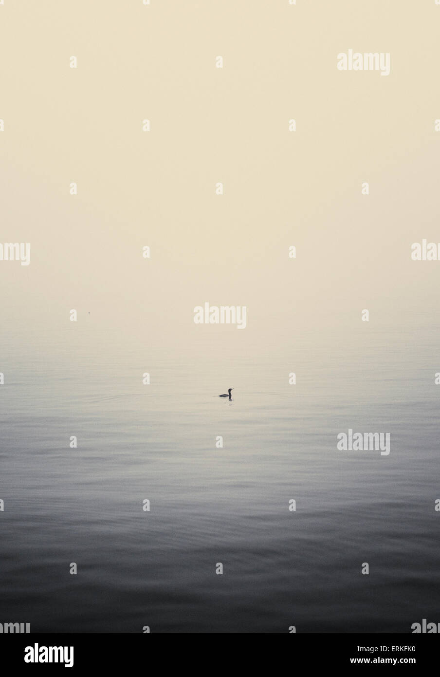Ruhige Natur Szene mit Vogel im Wasser und schweren Nebel im Hintergrund. Schweden. Stockfoto
