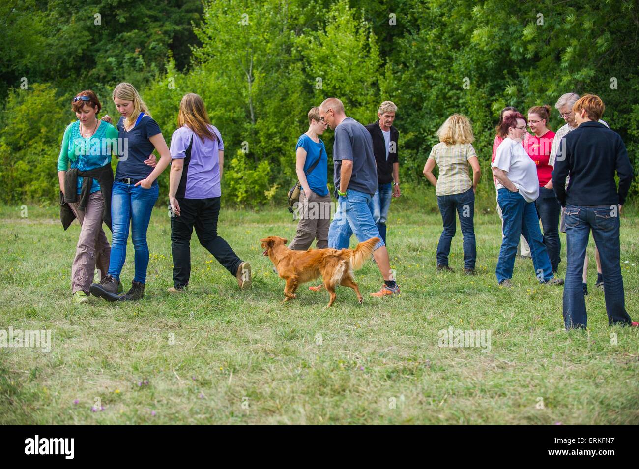 Nova Scotia Duck Tolling Retriever Charakter getestet Stockfoto