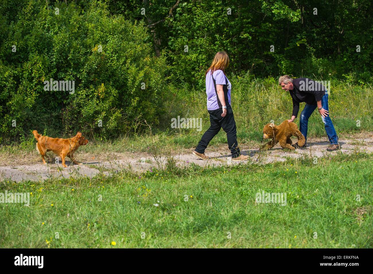 Nova Scotia Duck Tolling Retriever Charakter getestet Stockfoto