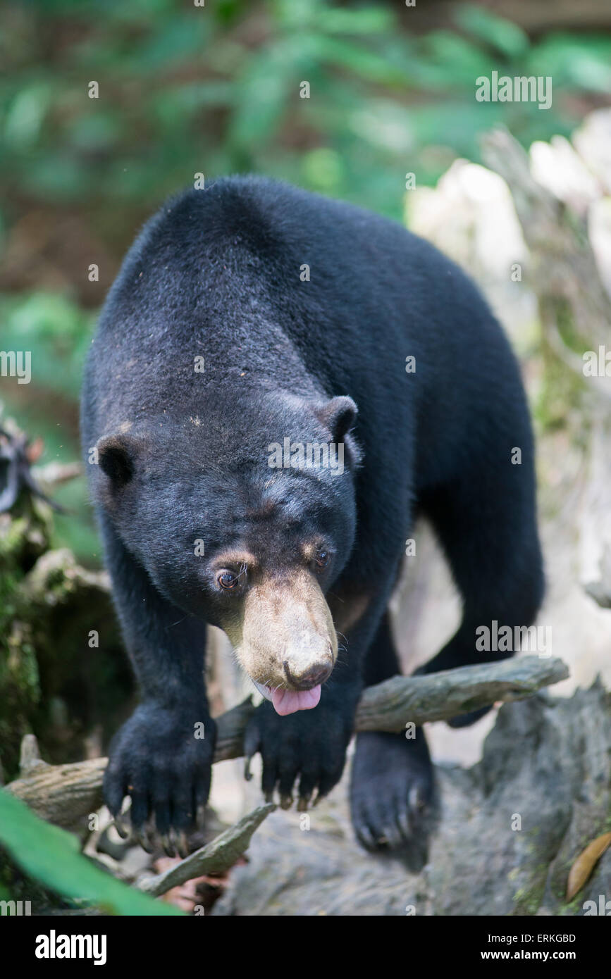 Bornean Sun Bear, Helarctos Malayanus, entspannen Sie sich auf Protokoll an die Bornean Sun Bear Conservation Centre, BSBCC, in Sepilok, Sabah, Ma Stockfoto