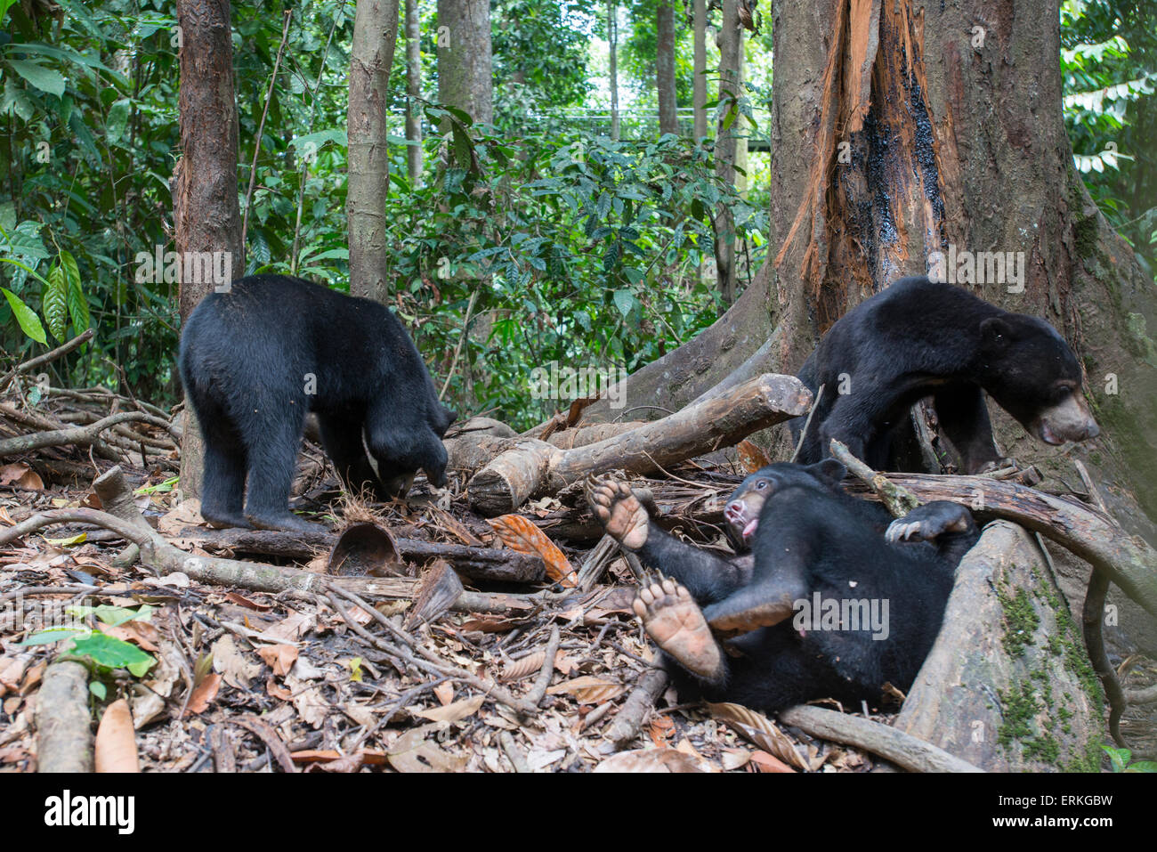 Drei Bornean Malaienbären, Helarctos Malayanus, an die Bornean Sun Bear Conservation Centre, BSBCC, in Sepilok, Sabah, Malaysia. Stockfoto