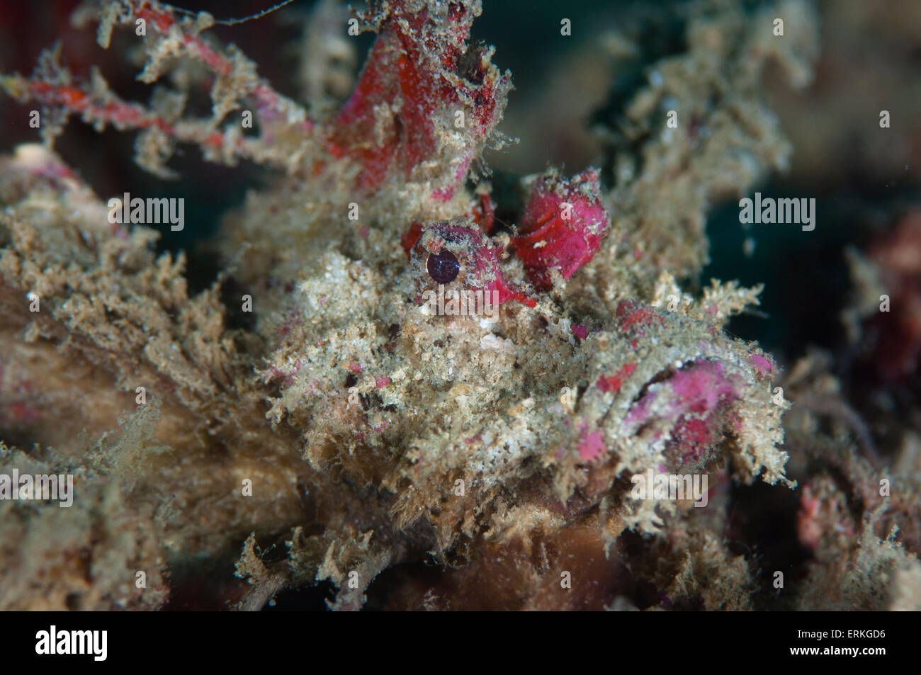 Stachelige Teufel Fisch, Inimicus Didactylus, Sapi Island, TARP, Borneo, Malaysia Stockfoto