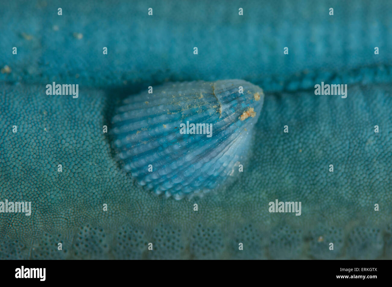 Linckia Laevigata wird preyed auf durch eine Thyca Crystallina, ein Blut saugen Molluske, die Beute auf Meer Sterne, SAPI Island, Malaysia Stockfoto