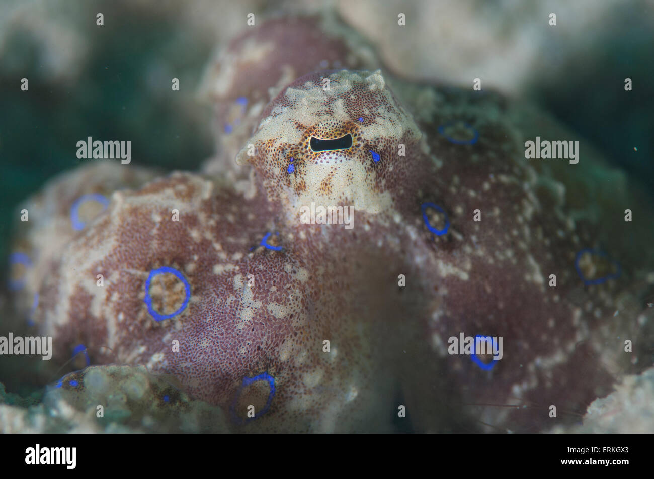 Blau beringt Tintenfisch, Hapalochlaena Lunulata, Sapi Island, TARP, Sabah, Borneo, Malaysia Stockfoto