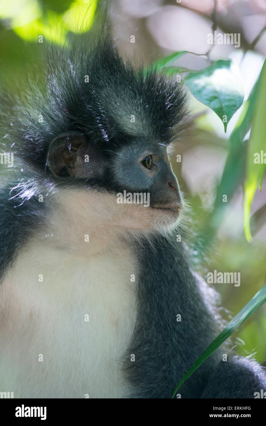 Nördlichen Sumatra Blatt Affe, Presbytis Thomasi, Gunung Leuser National Park, Nord-Sumatra, Indonesien. Stockfoto