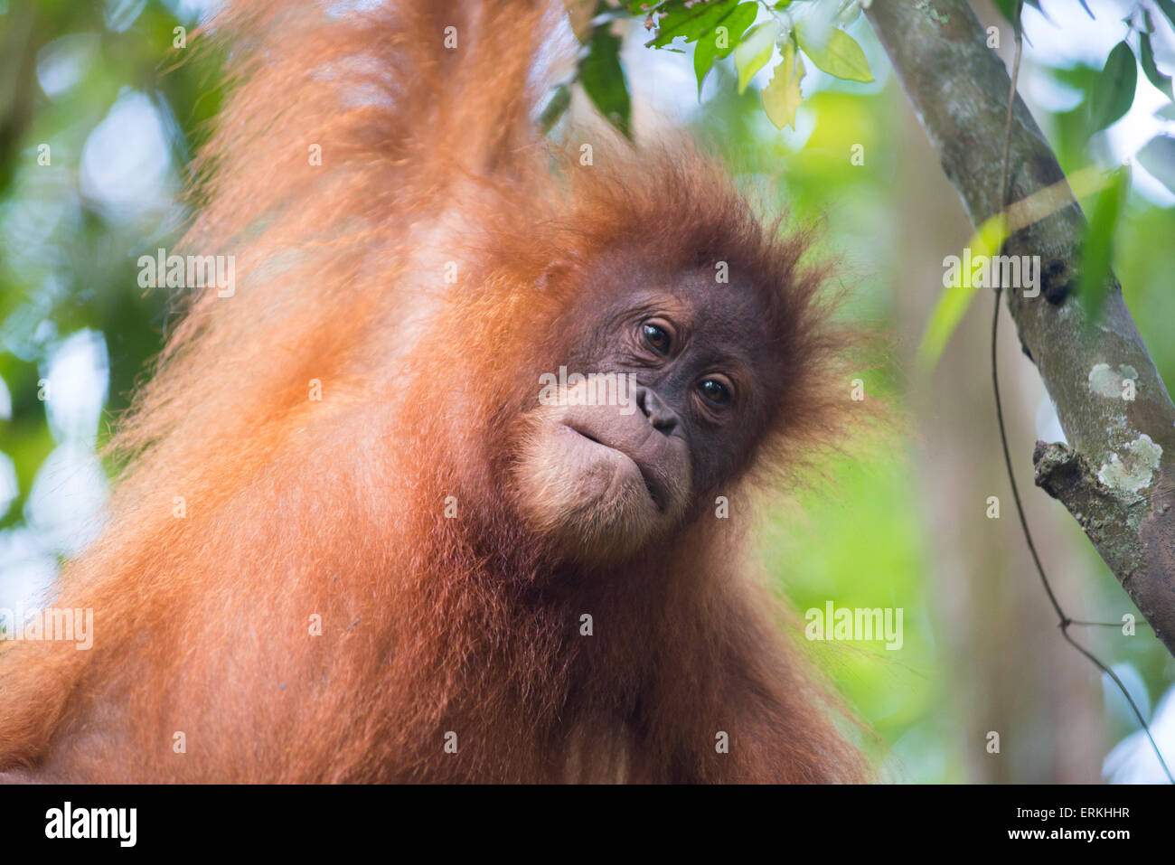 Junge Sumatra Orang-Utan, Pongo Abelii, im Baum im Gunung Leuser National Park, Nord-Sumatra, Indonesien. Stockfoto