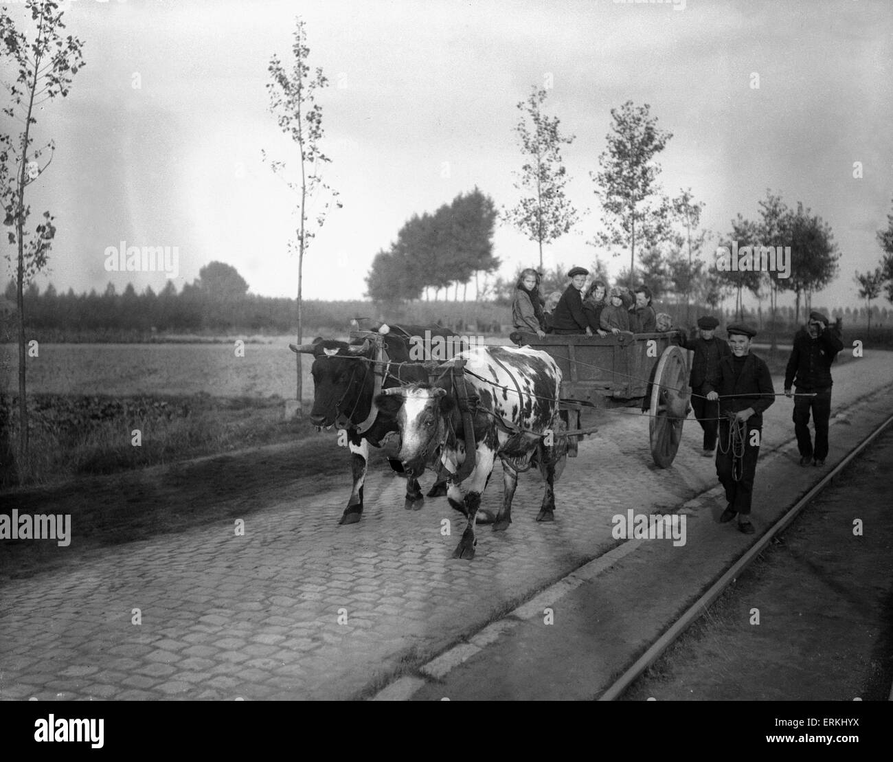 Schooneraende, belgische Flüchtlinge fahren Bullock Wagen Flucht vor der anrückenden deutschen Armee. Ca. September 1914 Stockfoto