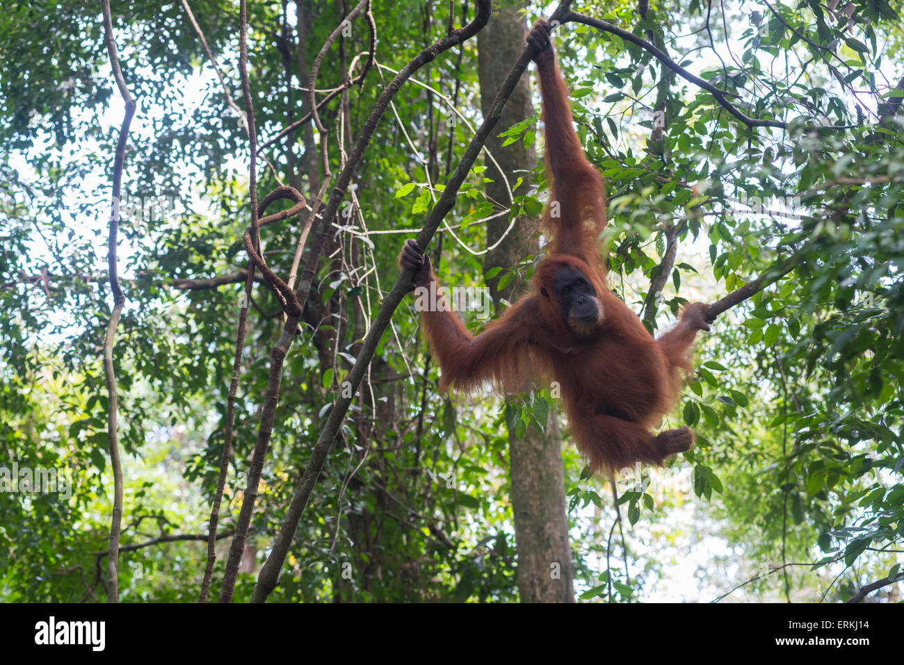 Sumatra Orang-Utan, Pongo Abelii, im Baum im Gunung Leuser National Park, Nord-Sumatra, Indonesien. Stockfoto