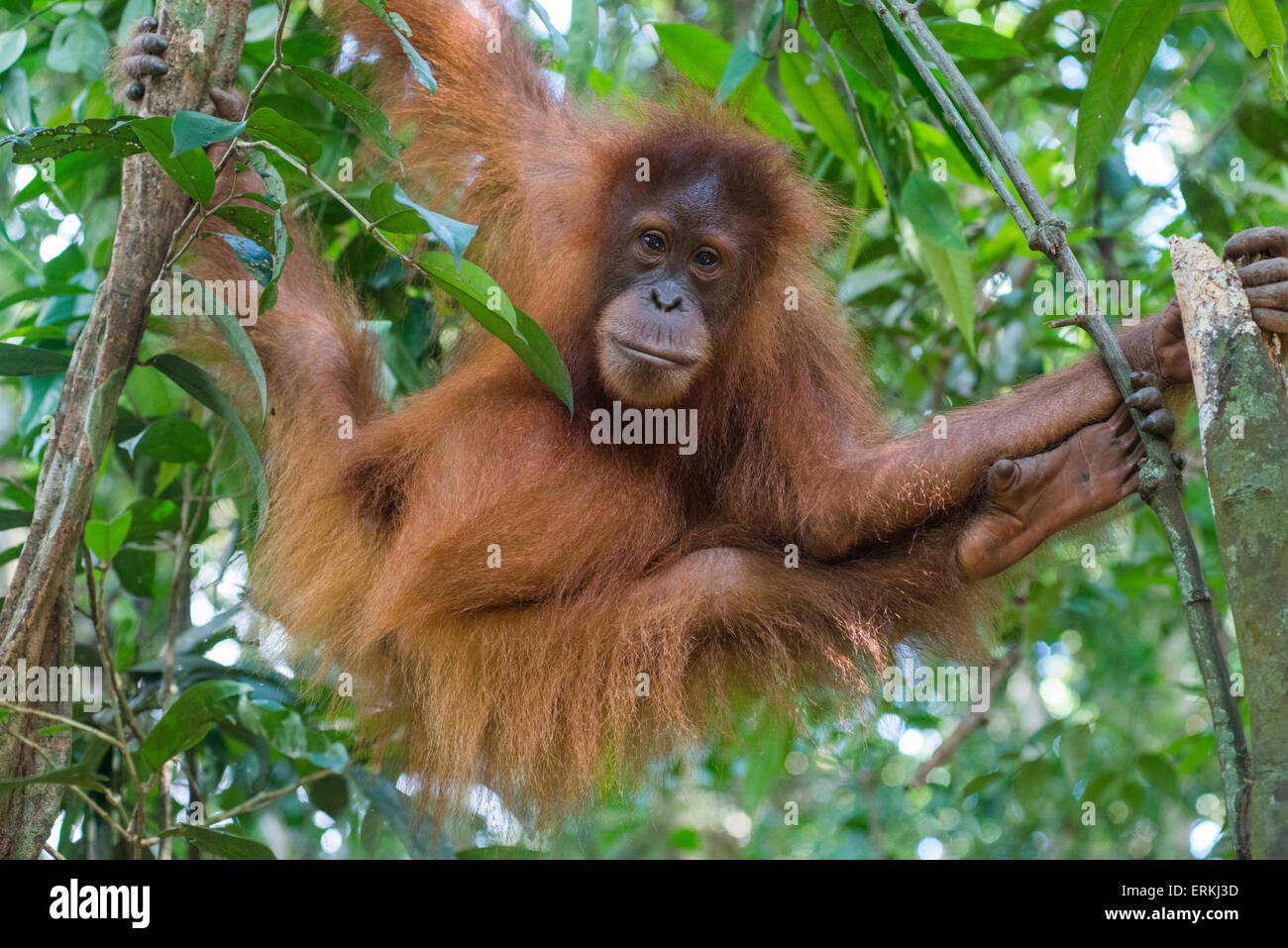 Sumatra Orang-Utan, Pongo Abelii, Gunung Leuser National Park, Nord-Sumatra, Indonesien. Stockfoto