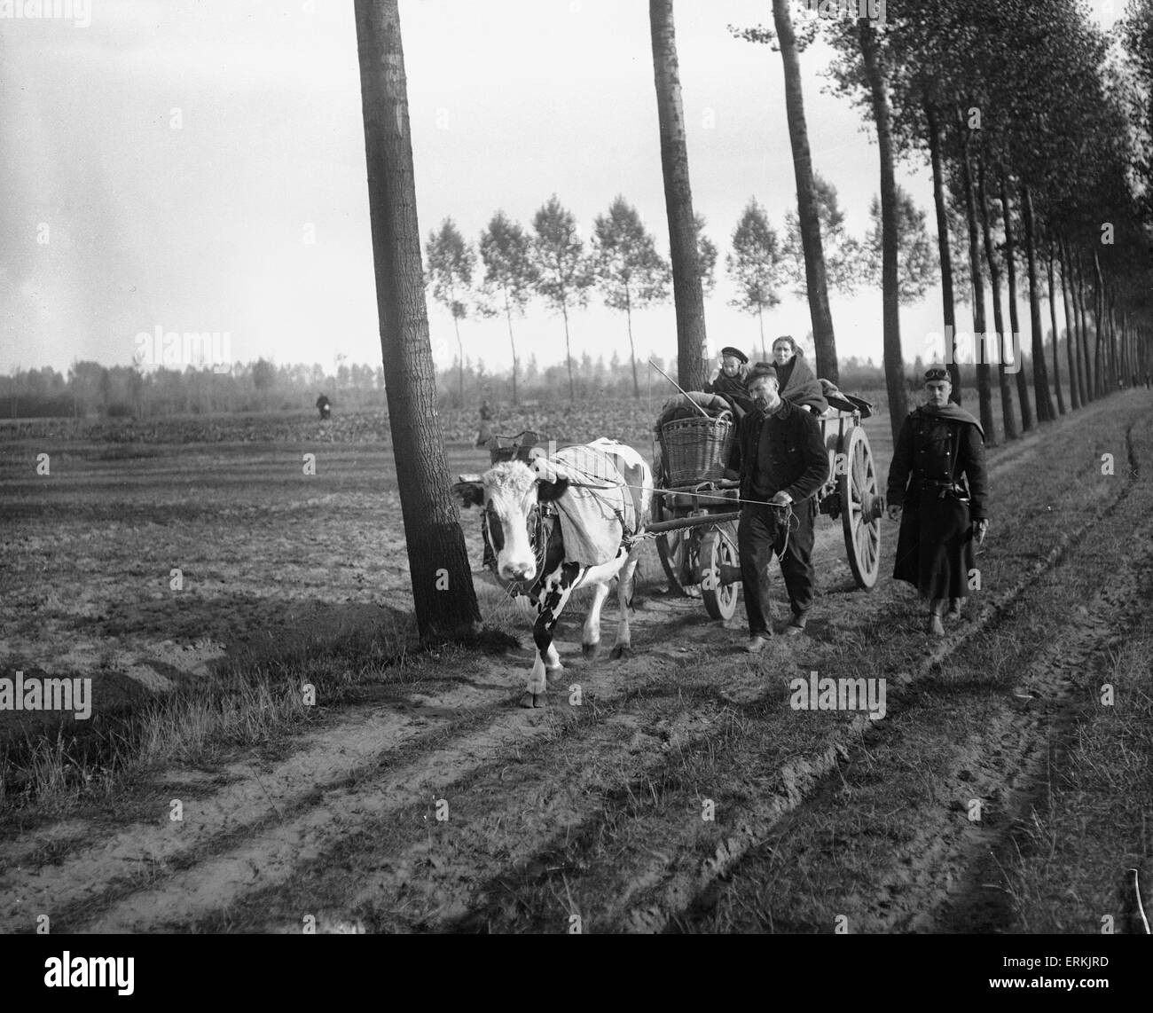 Schooneraende, belgische Flüchtlinge fahren Bullock Wagen Flucht vor der anrückenden deutschen Armee. Ca. September 1914 Stockfoto