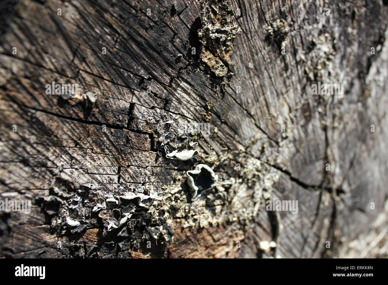 Holz Rinde Stockfoto