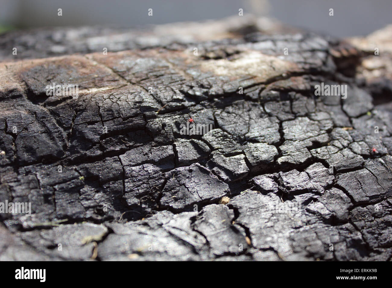 Log zu verbrennen, Holz hautnah Stockfoto