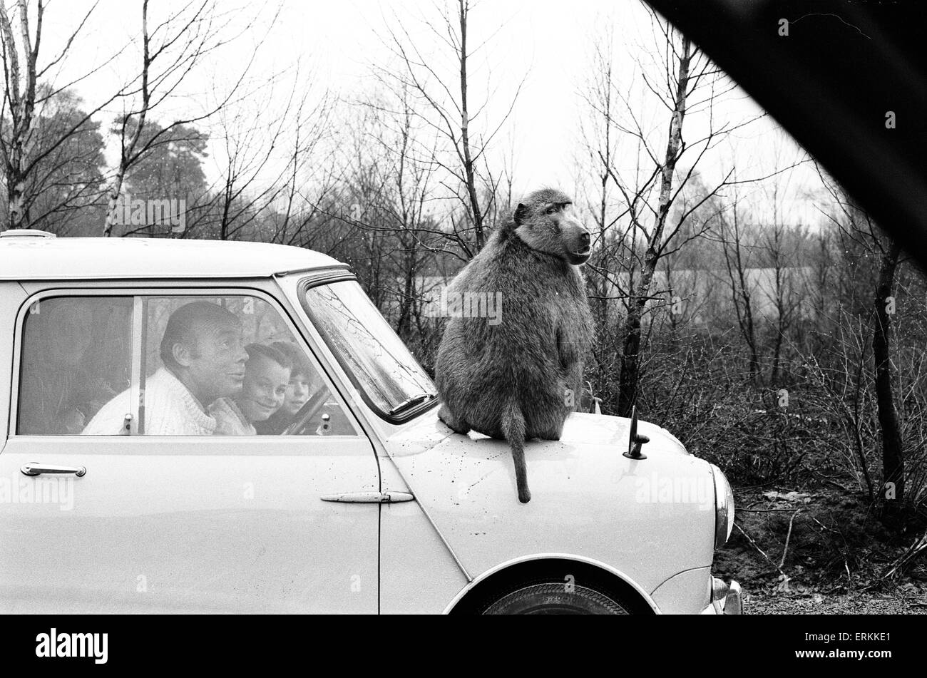 West Midland Safari- und Freizeitpark befindet sich in Bewdley, Worcestershire, England. Im Frühjahr 1973 eröffnet. Bild 23. April 1973. Stockfoto