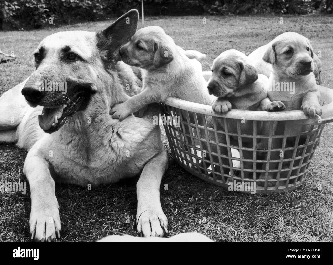 Schönen elsässischen Bumble, Subsititute Mutter, macht alles außer füttern diese Welpen, die von ihrem Labrador-Freund Jane produziert wurden. Es gibt 9 Welpen im Wurf, aber auch Hummeln konnte nicht davon abzuhalten, zappelt Weg von unseren Fotografen. 2. Juli-197 Stockfoto