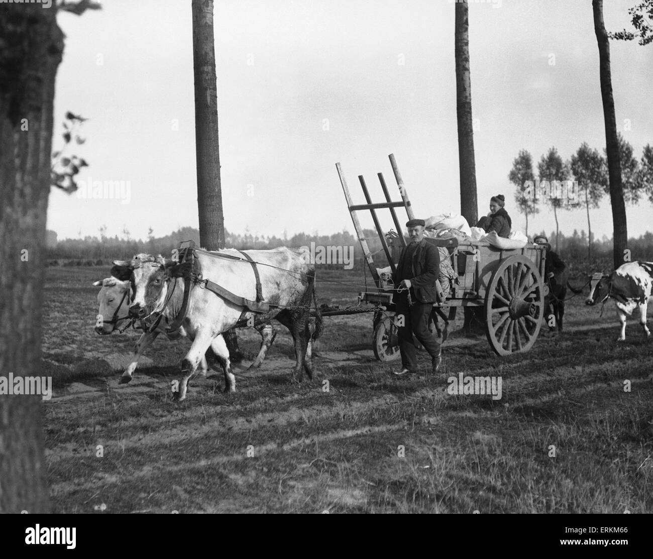 Schooneraende, belgische Flüchtlinge fahren Bullock Wagen Flucht vor der anrückenden deutschen Armee. Ca. September 1914 Stockfoto