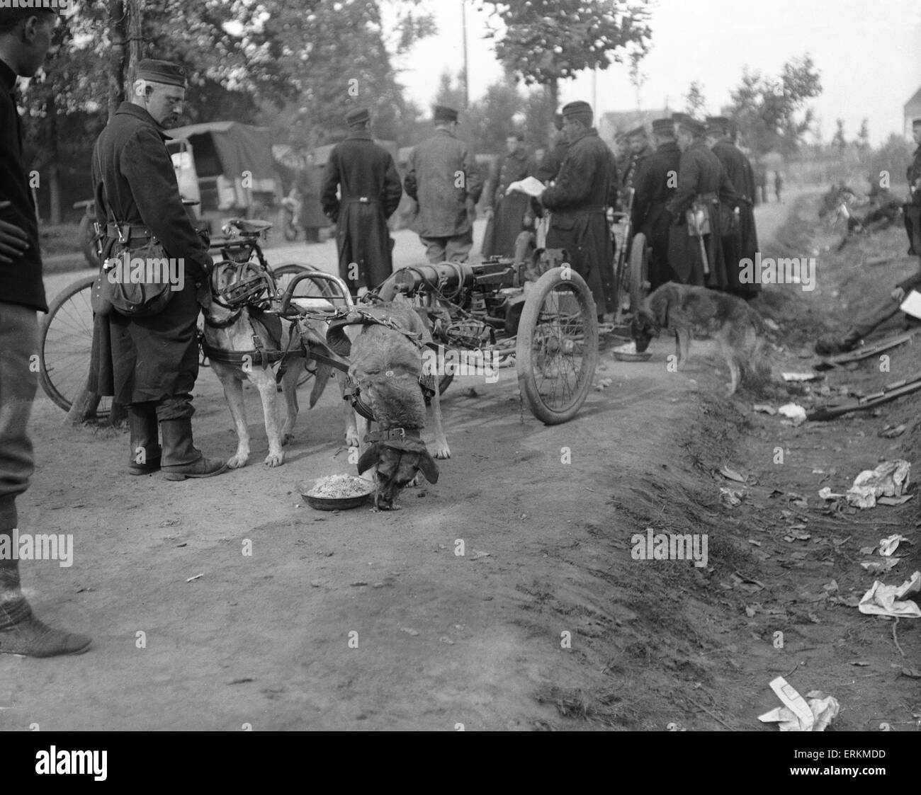 Belgische Jagdhund Teams machen Sie eine Pause und nehmen Nahrung auf der Straße, Hofstade 28. September 1914 Stockfoto